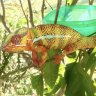 PunchytheChameleon
