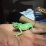 mylittlebabyPASCAL