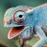 KippChameleon