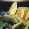 Henrythecham