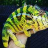 Mis_chameleon