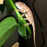 Charlie D Chameleon