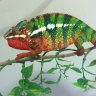 Franklinsaurus