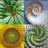 Green Cham Mum