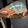 lilboypascal