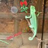 Pascal the Cham