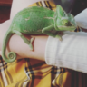 Kay's critters