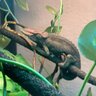 chameleonlover1060