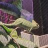 TheVeiledYoshi