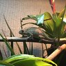 chameleon_whiskers