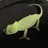 femalechameleonmilo
