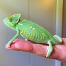 The.pascal.show