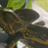 Chameleon dude .