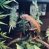 Chameleonlover#1