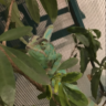 Echo the chameleon