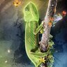 Taco the chameleon