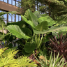 ilovehouseplants