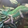 Elmina_Chameleon