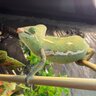 Peachs_chameleon