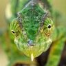 chameleonlover_81