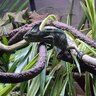 CosmoTheChameleon25
