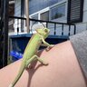 Chelsea&Rango