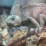chameleonfan11