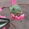 pistachio2025