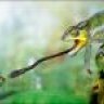 chameleo7272