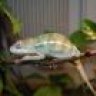 louwillie