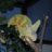 MrLoydTheChameleon