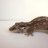Sunstatereptiles