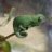 Chameleon boy 1598