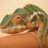 LittleFoot1234