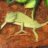 tinychameleon