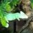 Adirondackgeckos