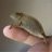 Chameleons Forever
