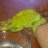 ShaSha