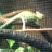 CaliChameleon