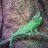 ThorIsMyChameleon