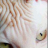 sphynxlair