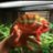Chameleon Creator