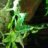 Salix
