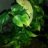 pascal89