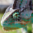 ZenChameleons