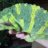 GeckoCamelya