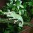 Nugthechameleon