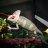 Top Notch Reptiles