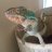 Merlin_the_Chameleon