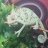 ChameleonLover513